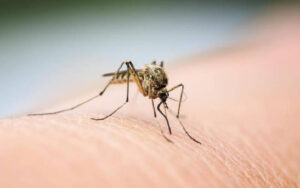 Anopheles Stephensi Mosquito