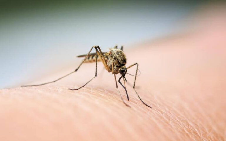 Anopheles Stephensi Mosquito