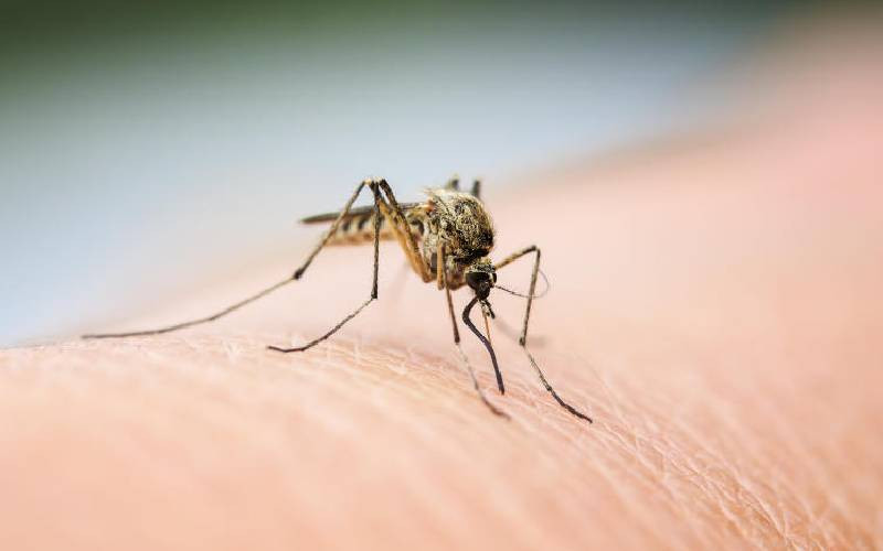 Anopheles Stephensi Mosquito